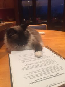 Bandit, studying history