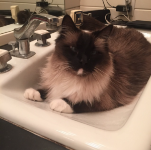 Screen Shot 2016-06-13 at 7.54.53 AM